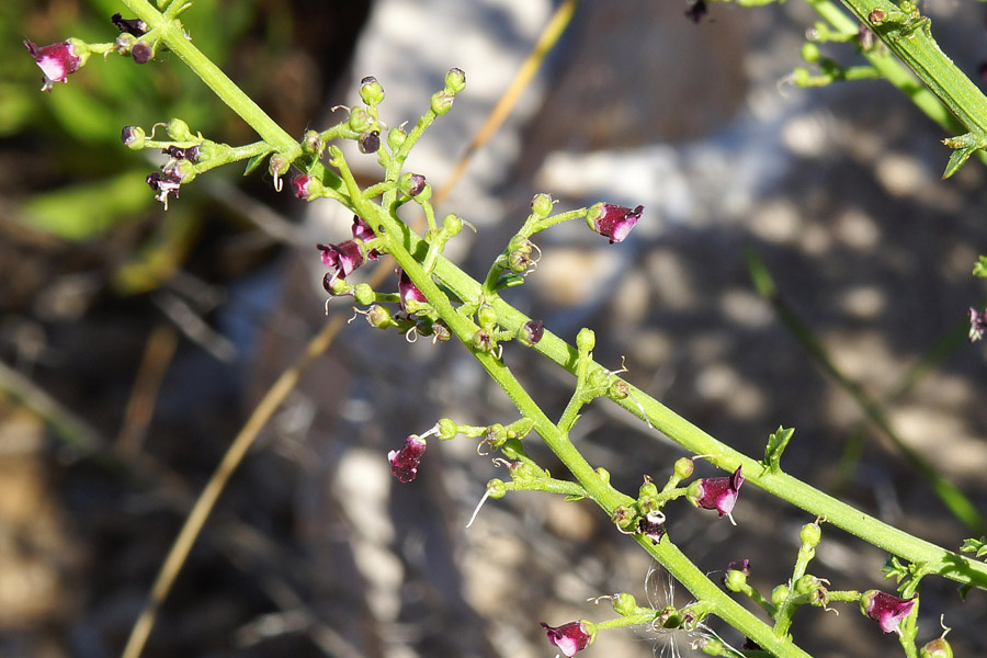 Scrophularia canina ssp. bicolor?
